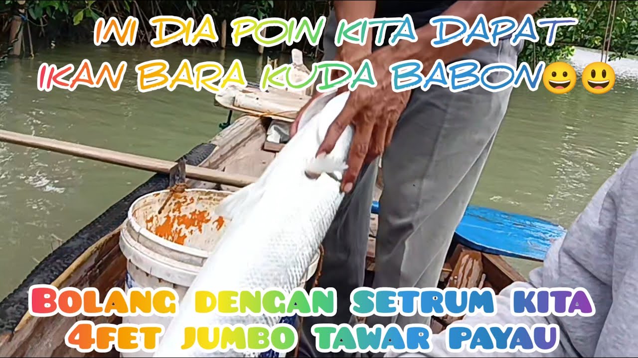 Ini dia hasil bolang setrum 4fet jumbo tawar dan payau dapat ikan #BARAKUDA mantap😁👍 #setrumpayau