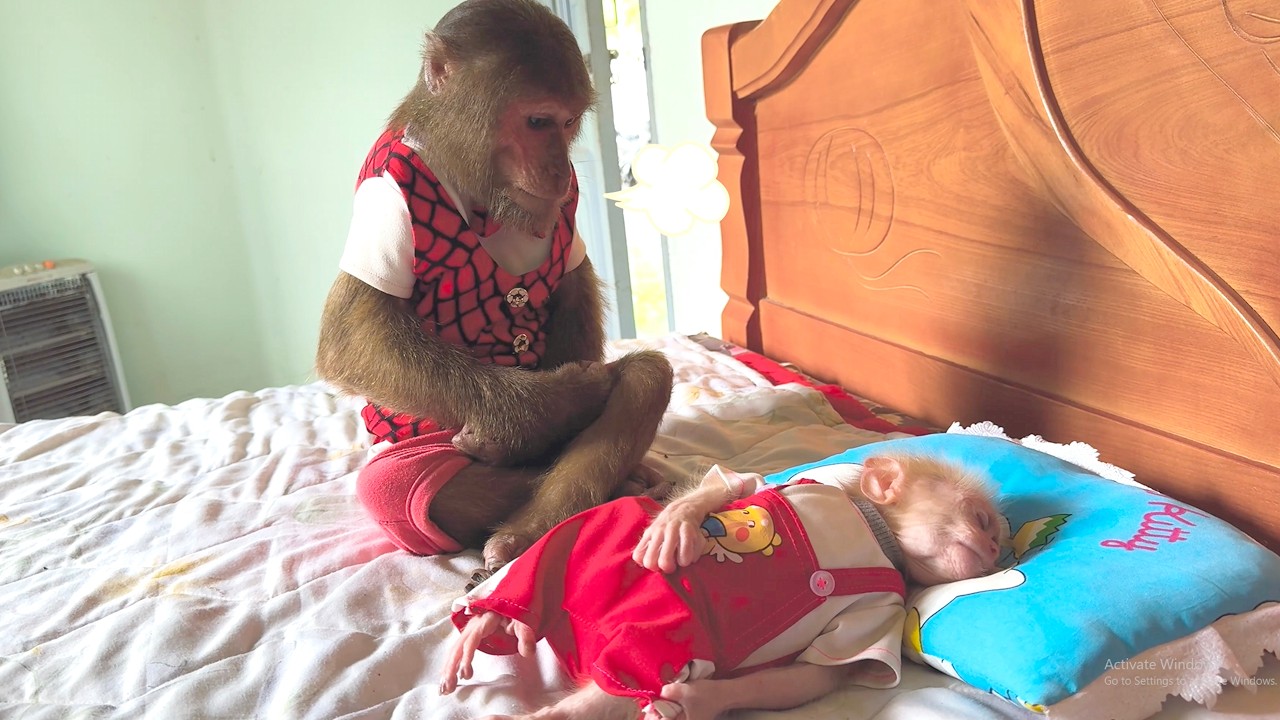 Too Cute! CUTIS Patiently Waits for Baby Monkey to Wake Up