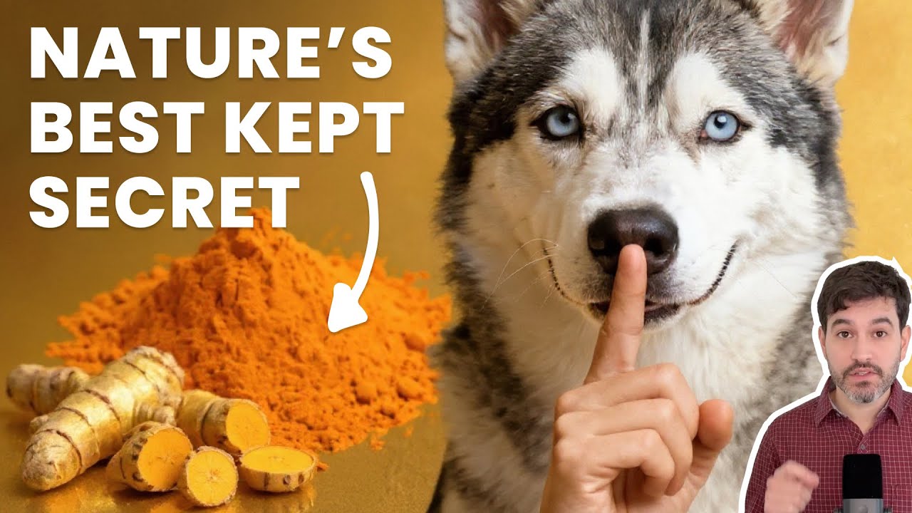 Turmeric for Dogs: Benefits, Safety & Golden Paste Recipe
