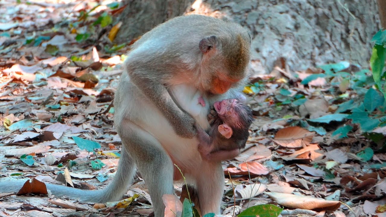 Firm Refusal Shapes Patience as a Mother Gently Limits Milk While the Baby Clings in Quiet Distress