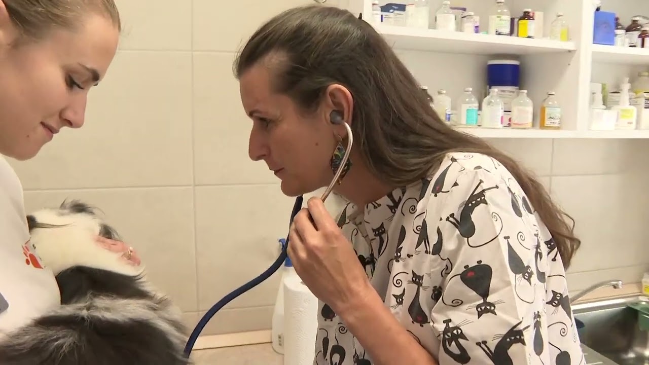 &Aacute;llati tan&aacute;csok, tippek - babezi&oacute;zis  Dr. Tolnai Kata, &aacute;llatorvos