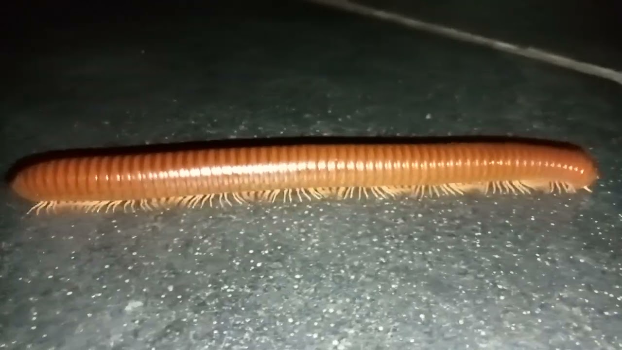 🌿 Close-Up Encounter with a Giant Millipede! 🐛 || 