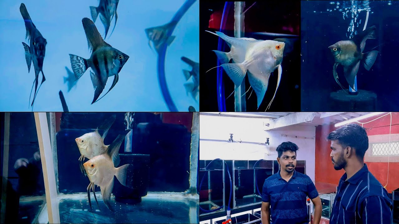 Angel Hi Tech fish Farm Visiting | ഒരു Hi Tech Angel ഫിഷിന്റ വൻ കളക്ഷൻസ് കണ്ടാലോ ? | Angel Farm
