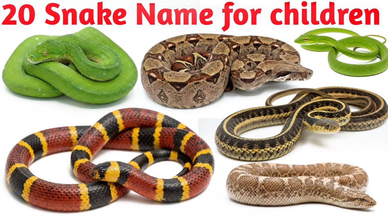 Snake Names | Cobra, Python, Viper | Kids Vocabulary Learning
