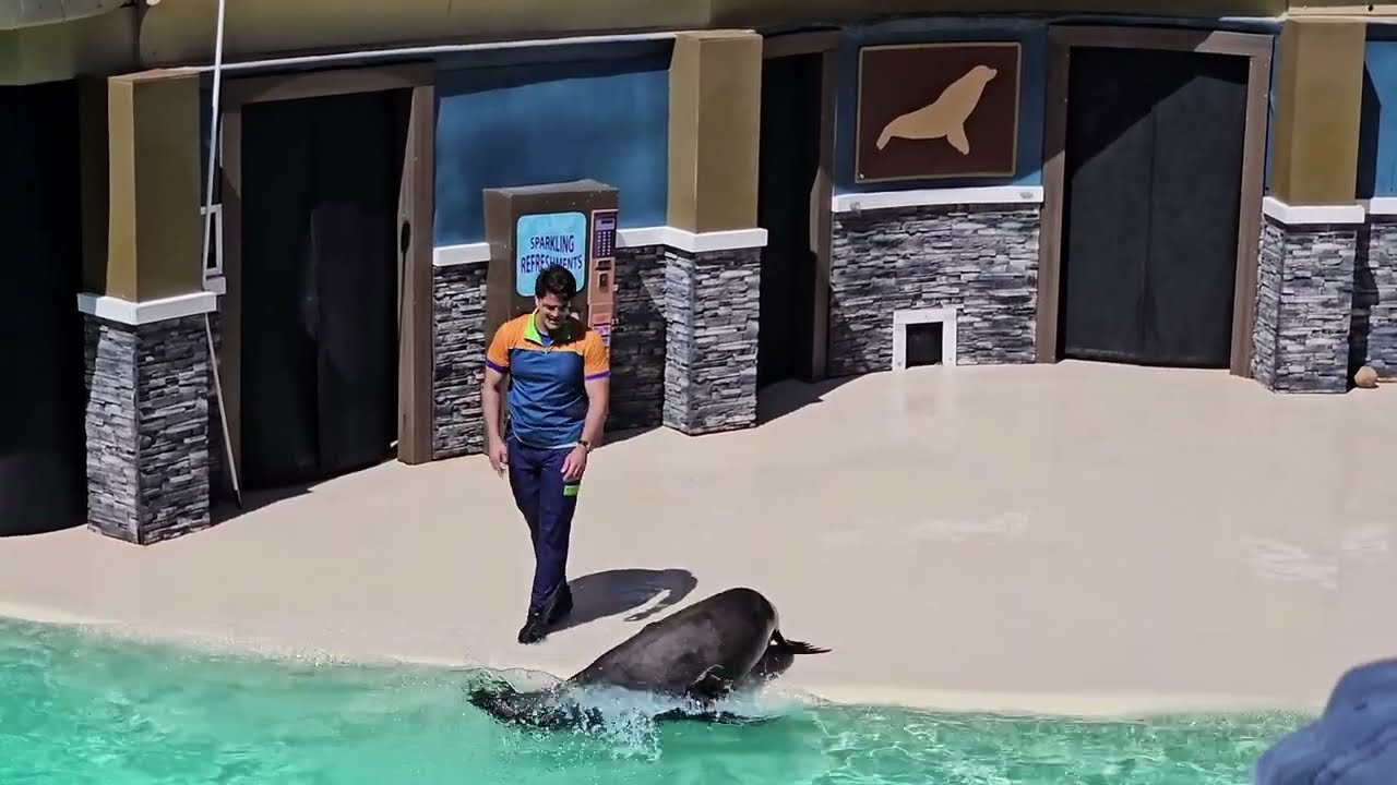 Flippers, Facts And Fun, The Sea Lion Experience; SeaWorld San Diego