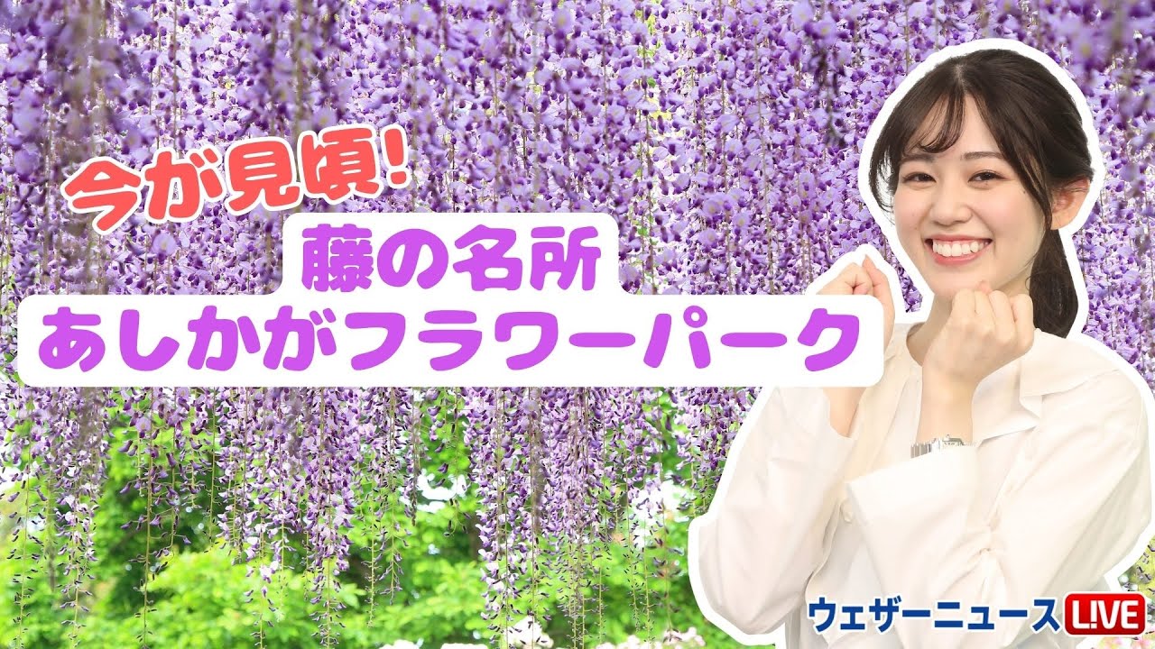 藤の名所・あしかがフラワーパークで藤の花が見頃に