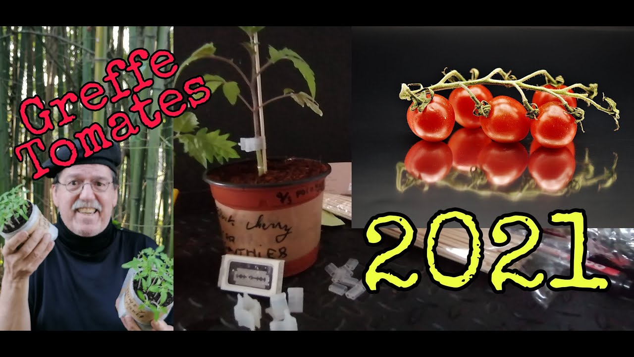 Bien Réussir ses #greffes de#tomates  #Tuto🌱2021