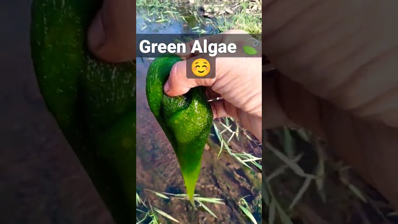 Green Algae in the river