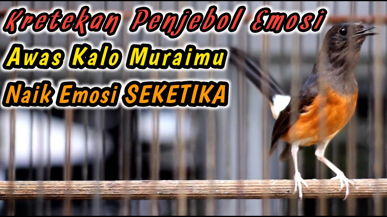 99% LANGSUNG EMOSI‼️SEKALI DENGAR SEMUA MURAI BATU DIAM PASTI LANGSUNG NGAMUK EMOSI JADI GACORDOR