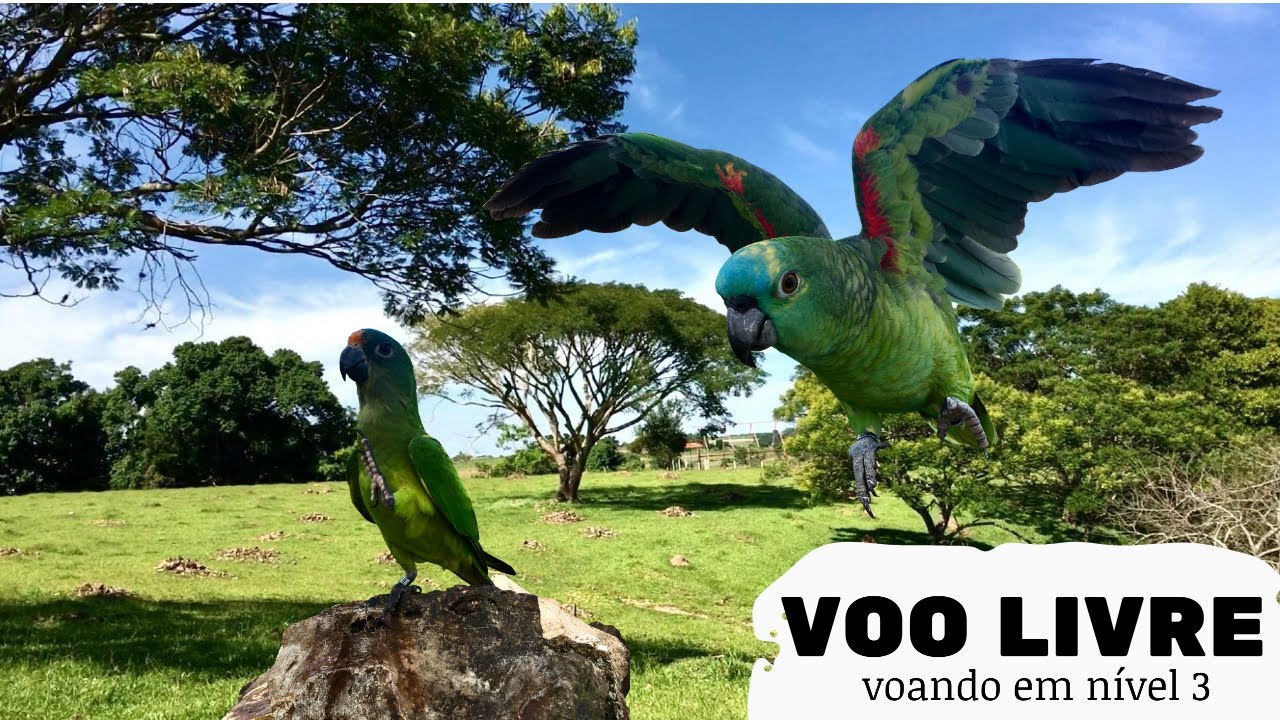 vôo livre com papagaio verdadeiro/ voando em nível 3