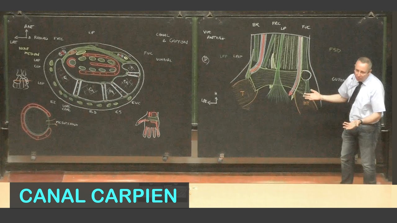 Anatomie du canal carpien (Membre supérieur 14)
