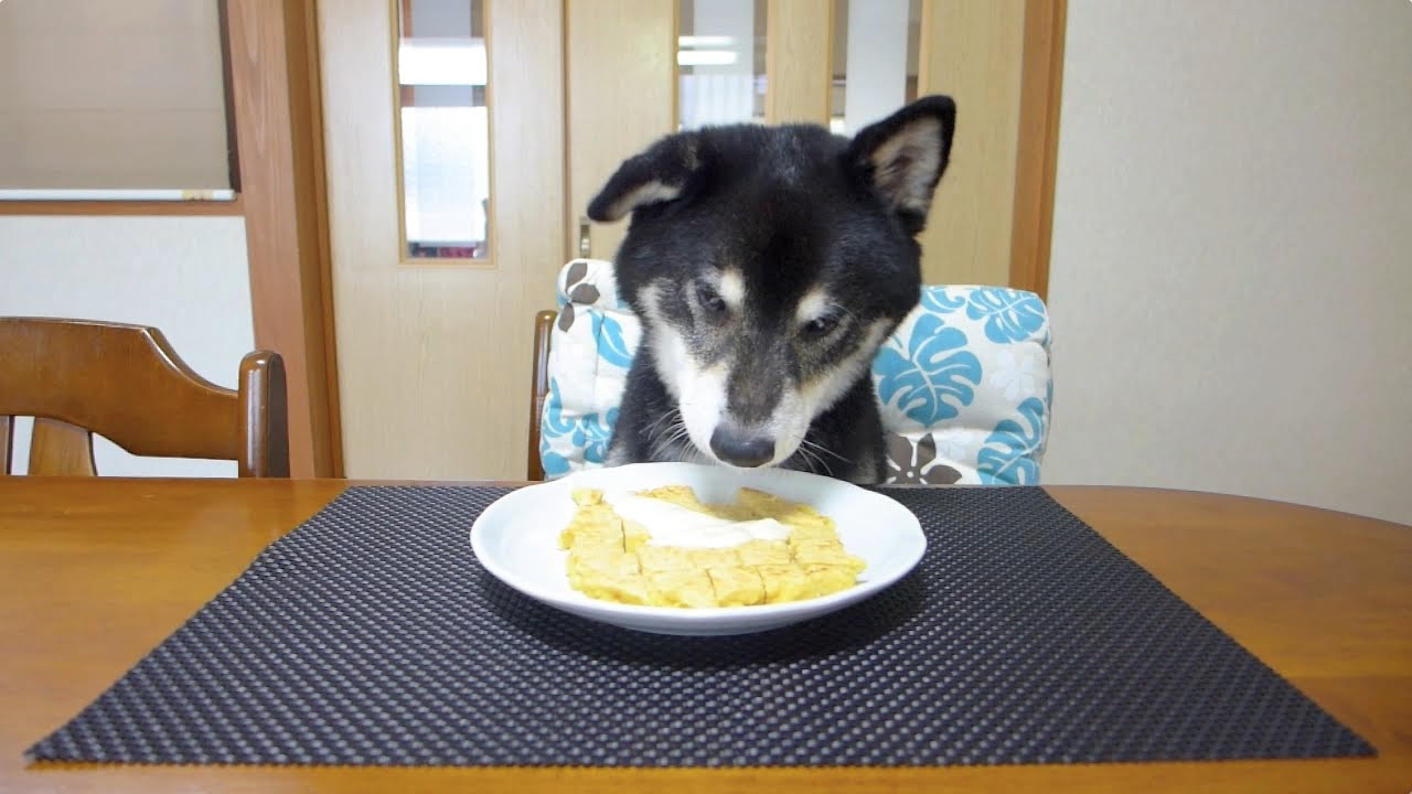 黒柴クロ 犬ごはん 絶品つくねを食べる Shiba Inu Kuro Eats Tsukune 【Dog Food Recipe #53】