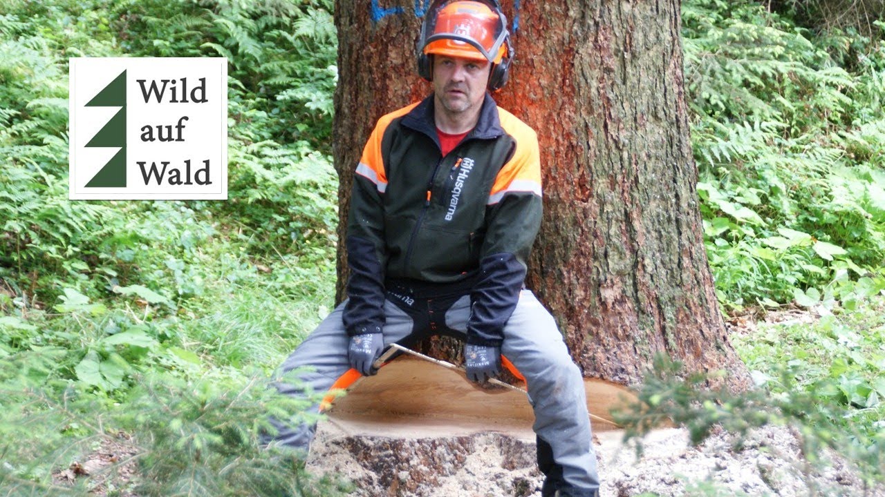 🌲F&auml;llung: 50 Meter hohe Douglasie! #wildaufwald