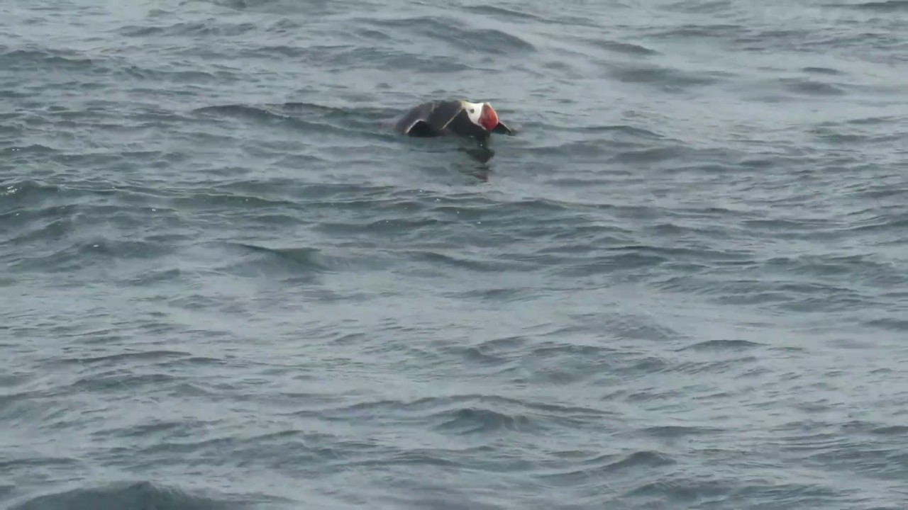 Tufted Puffin - (Fratercula cirrhata) - Shaking and Diving - Southeast Farallon Island