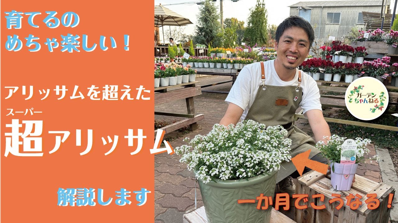 スーパーなアリッサム！挑戦してみませんか？