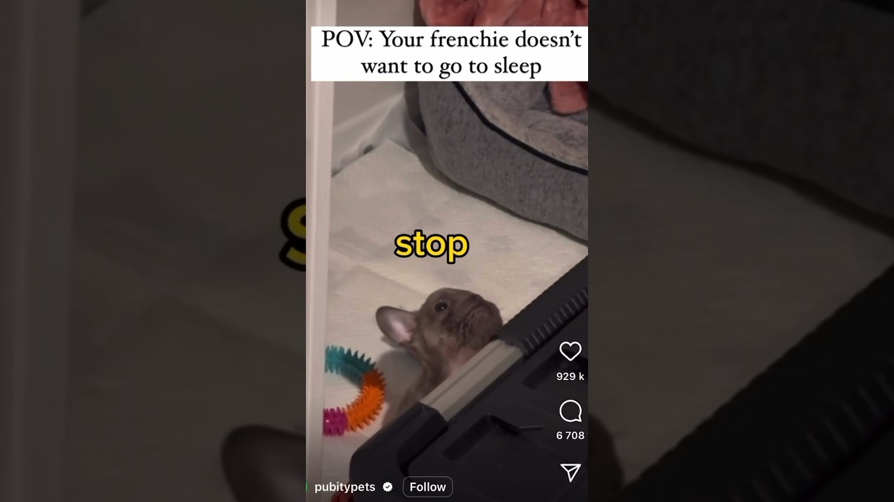 THE CUTEST TALKING FRENCH BULLDOG PUPPY #frenchbulldog #cutedogs #puppiesofinstagram