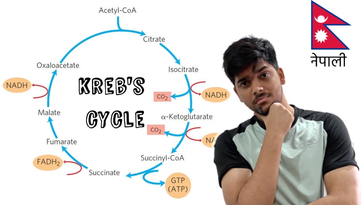 Kreb's Cycle: all concept no tricks (CEE/NEB BOARDS/CLASS 12) NEPALI #cee  #mbbs  #respiration