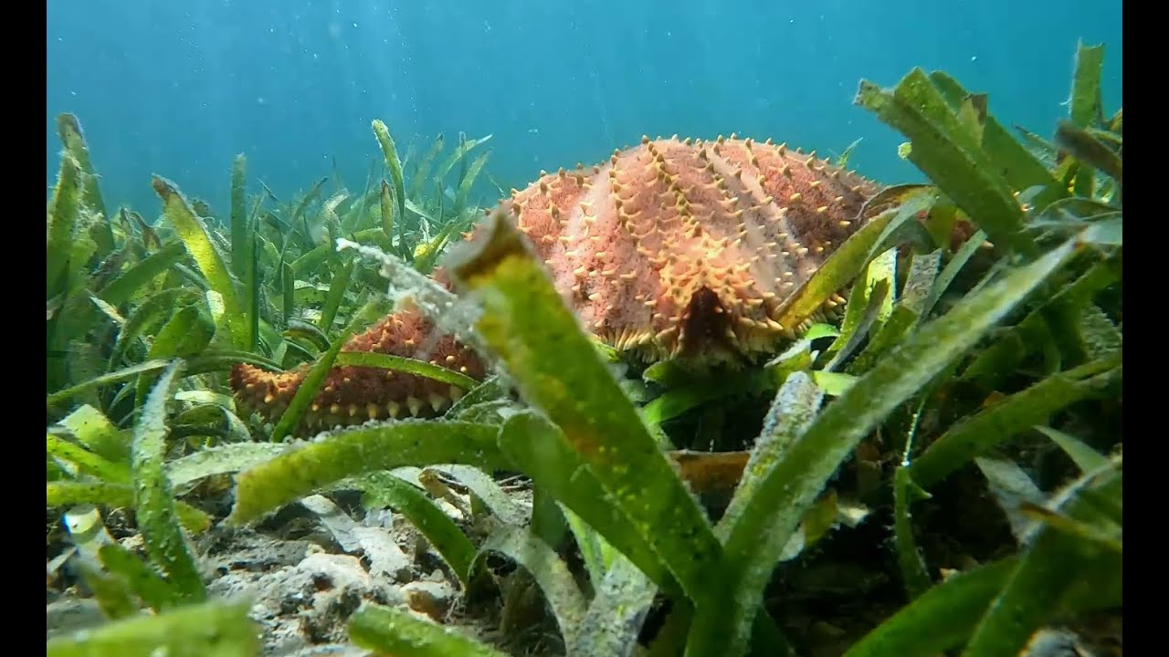 Programa EN EL AZUL. Capítulo 0. Praderas de hierbas marinas.