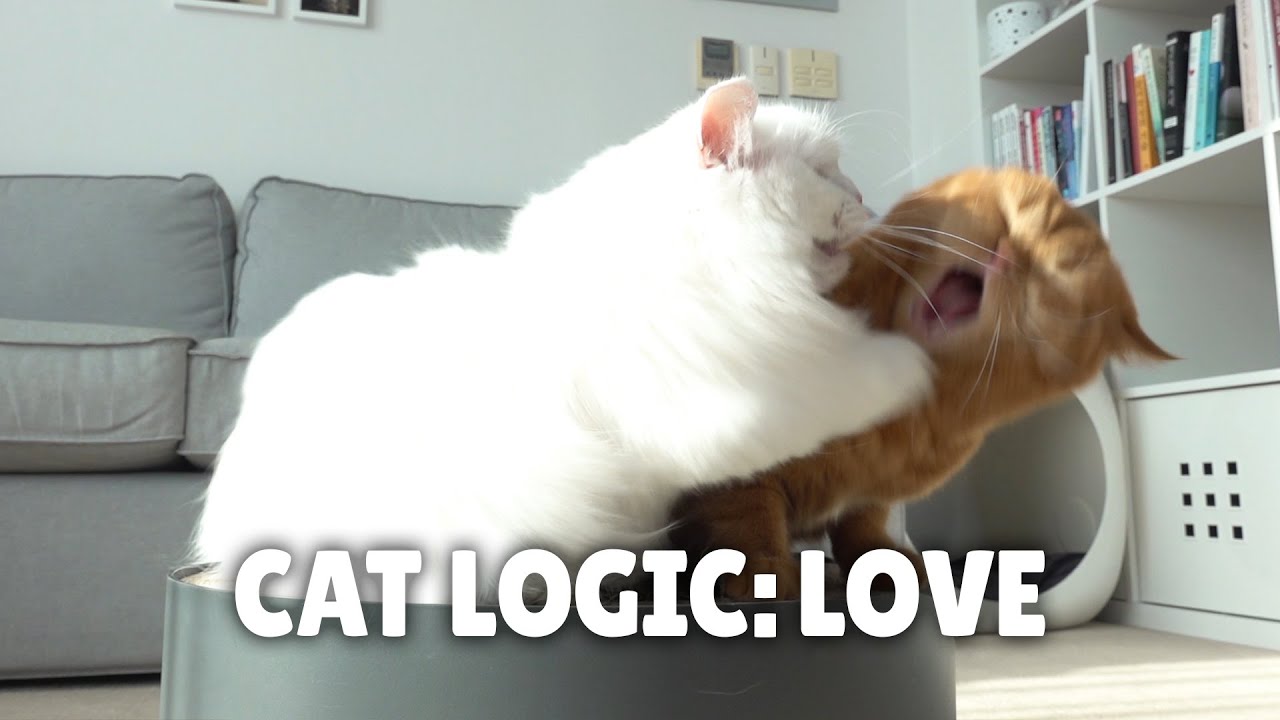Cat Logic: Love | Kittisaurus