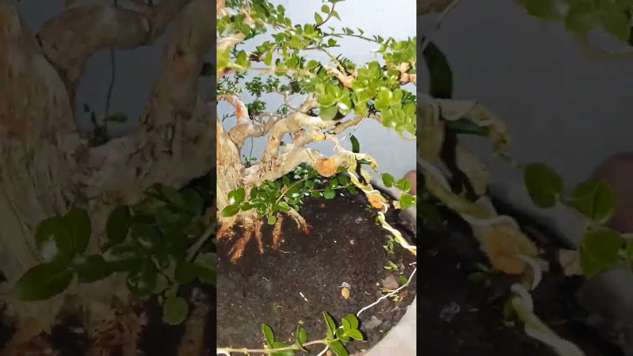 pruning bonsai sancang#bonsai #bonsaiindonesia #bonsaisancang