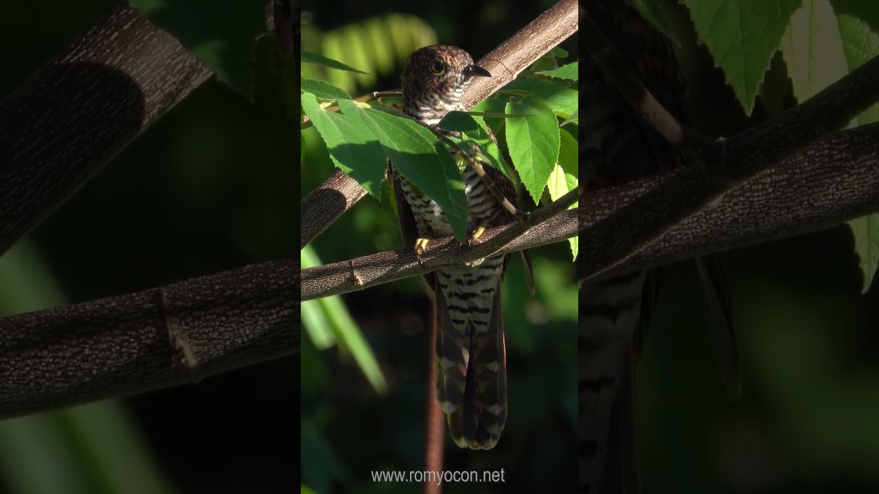 Brush Cuckoo (Cacomantis variolosus)