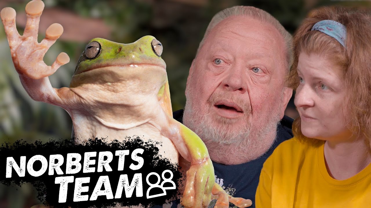 KORALLENFINGERLAUBFROSCH | NORBERTS TEAM | Zoo Zajac
