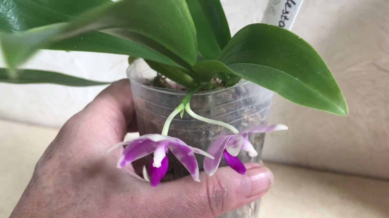 Блокнот. Phal. Kenneth Schubert. Phal. Modestа.