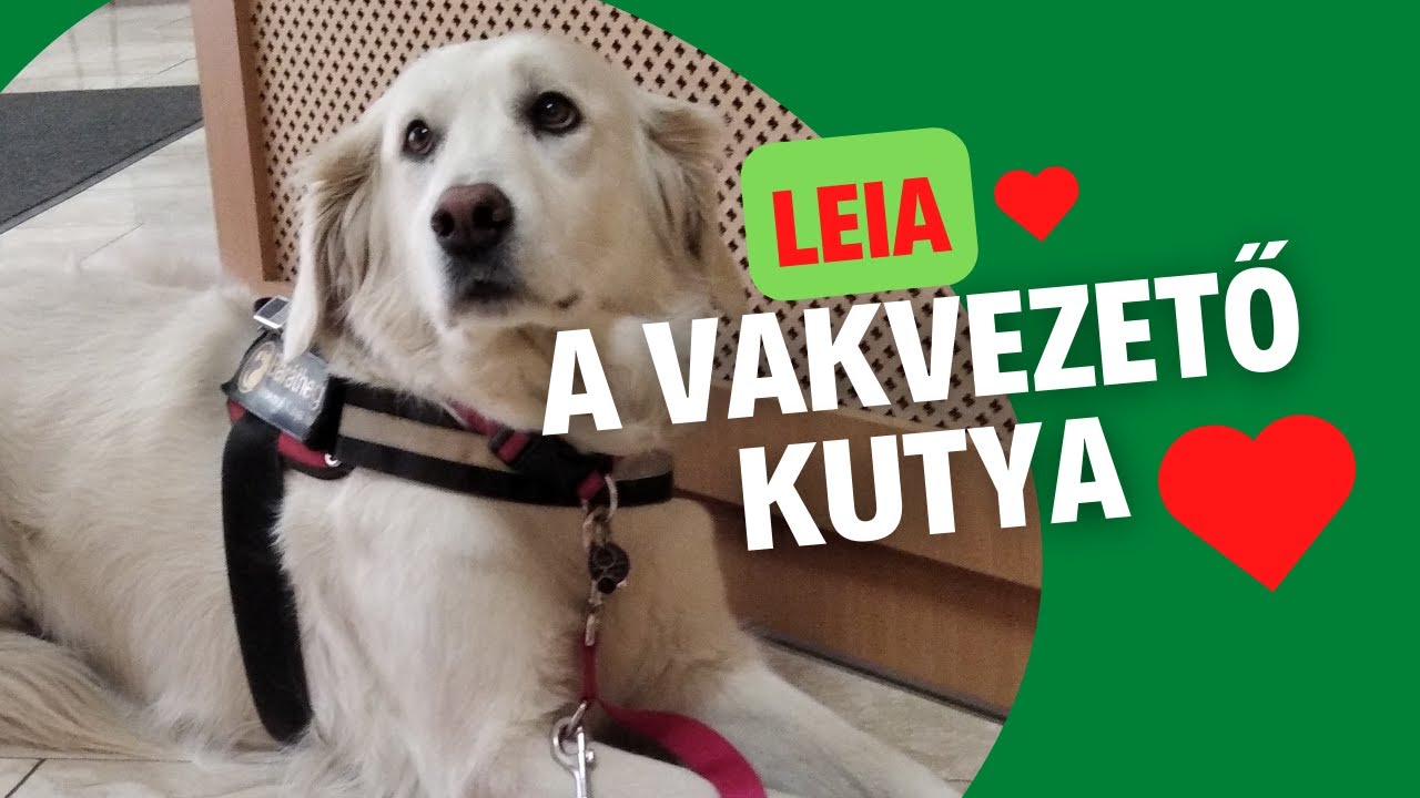 Nyikes Fatime és Leia a vakvezető kutya | Új látásmód Egyesület