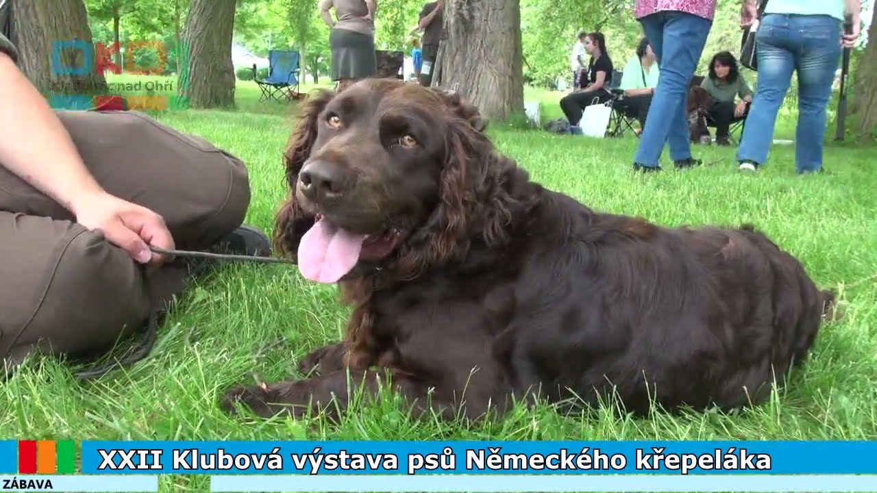 20210614 XXII. Klubová výstava psů Německého křepeláka
