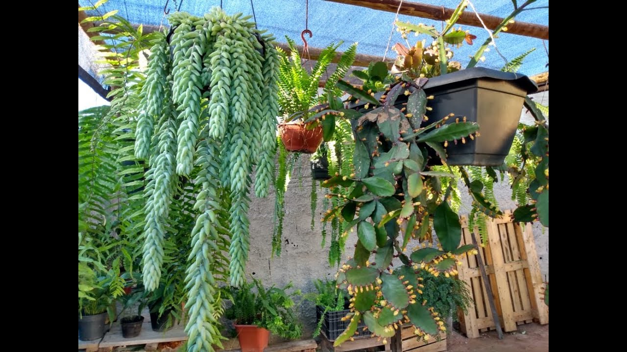Mostrando todas as minhas plantas pendentes de várias espécies!