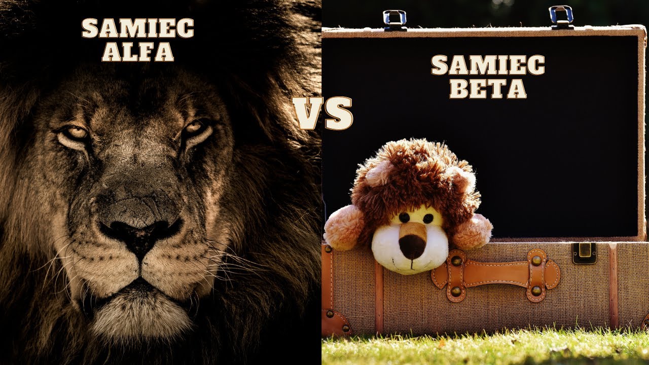 Samiec alfa vs samiec beta