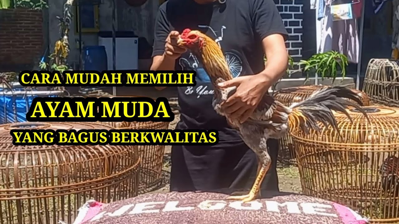 Cara memilih ayam muda yang bagus