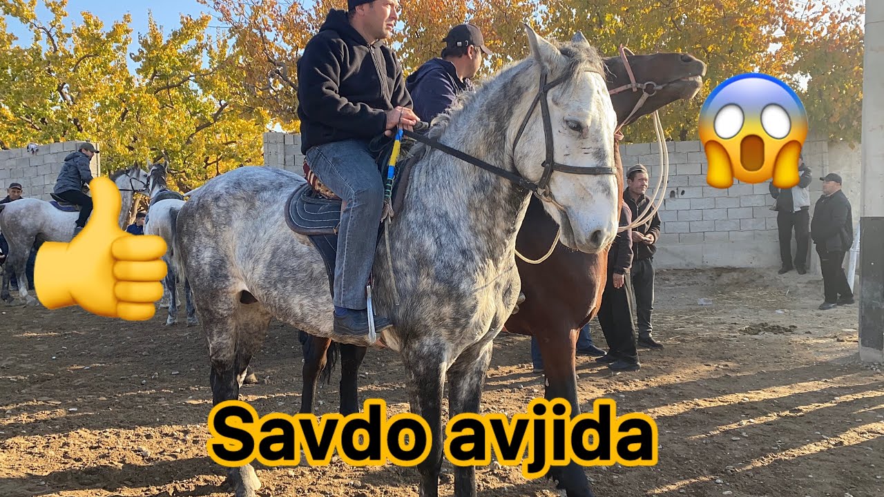 🐎🐎shaxidon ot bozori narxlari 👍👍😱