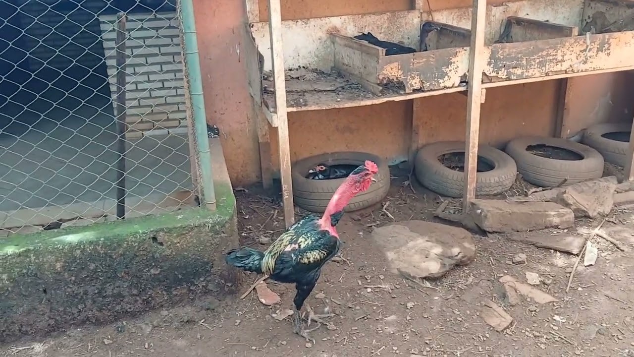 Qual o motivo das galinhas não botarem ou diminuirem a postura na quaresma .