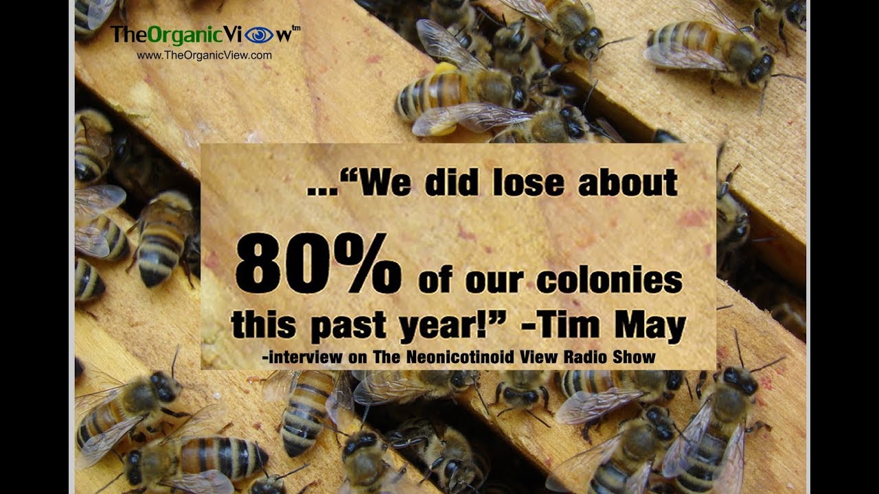 Why Are American Beekeepers Losing 40-50% Of Their Bees?