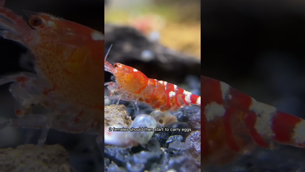 Inside the $5000 a Month Shrimp Breeding Side Hustle. Full Video on the Channel! #shorts