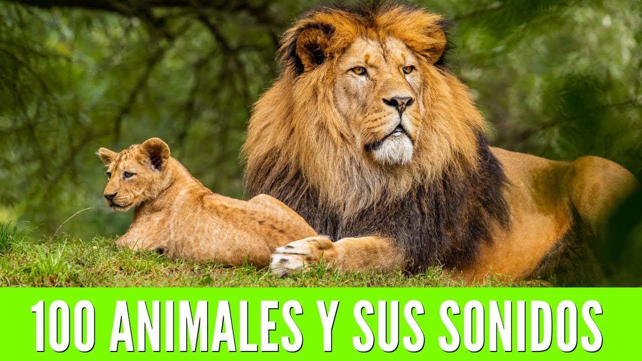 100 ЖИВОТНЫХ ДЛЯ ДЕТЕЙ. Учим названия животных и их звуки🦁🐯🐨