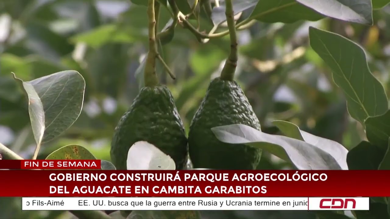Gobierno construirá parque agroecológico del aguacate en Cambita Garabitos