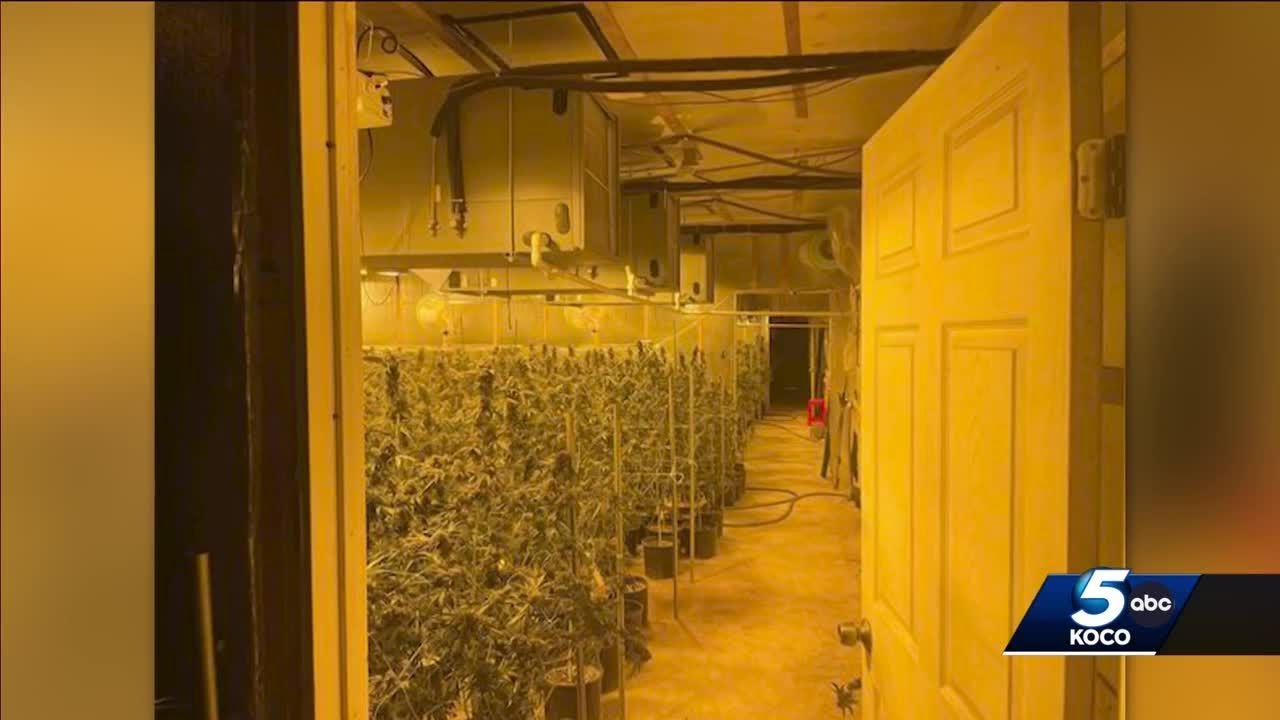 45,000 marijuana plants, 700 pounds of processed marijuana seized during raid at Love County farm