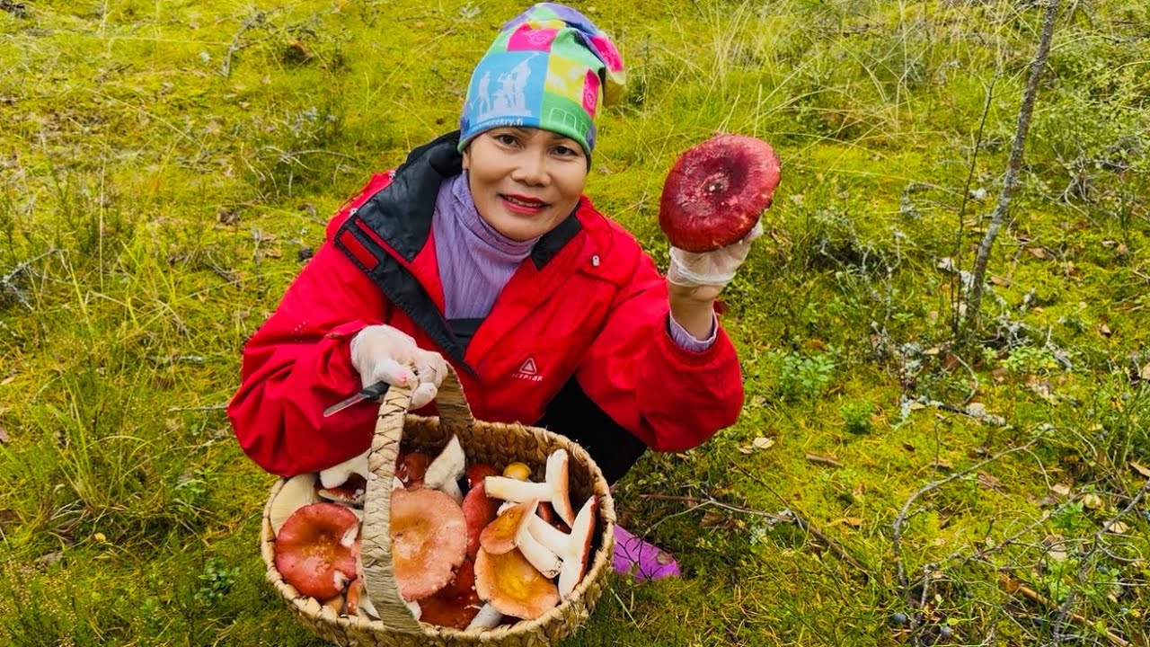 เก็บเห็ดป่าฟินแลนด์🍄‍🟫🇫🇮เห็ดขอนสน เห็ดก่อแดง เห็ดผึ้งหวานมีแต่ดอกงามๆบานเต็มป่า@usa5659 