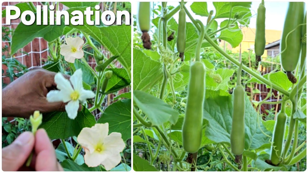 How to Hand Pollinate Lauki Flower | Lauki Hand Pollination and Harvesting 