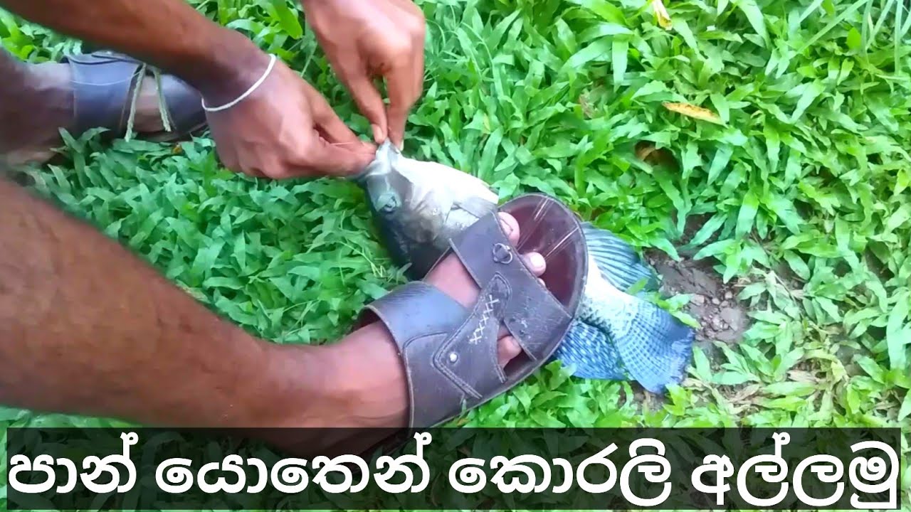 Tilapia Fish Catching | Fish Catching | පාන් ගහලා කොරලි මාලු බාමු | fish Hunting with Bread
