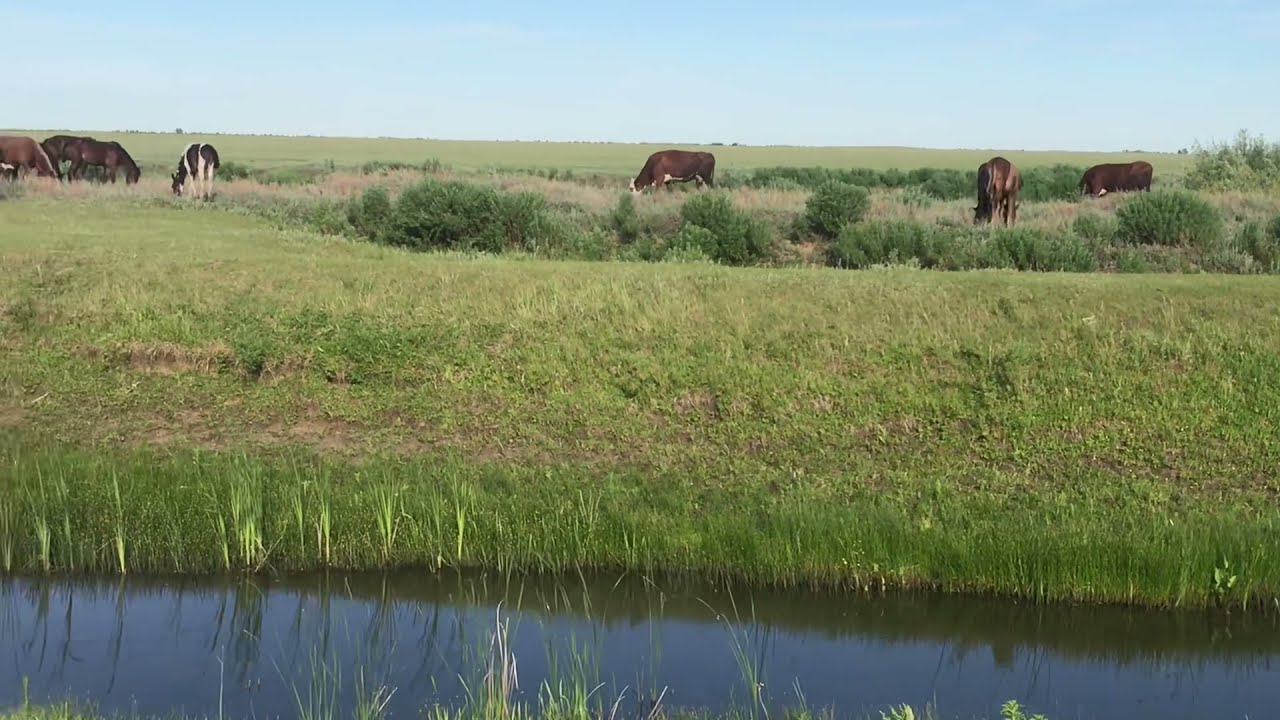 Фазенда / Райская жизнь 🏞 Ауылдың шаруасы 🐓🐂🐎