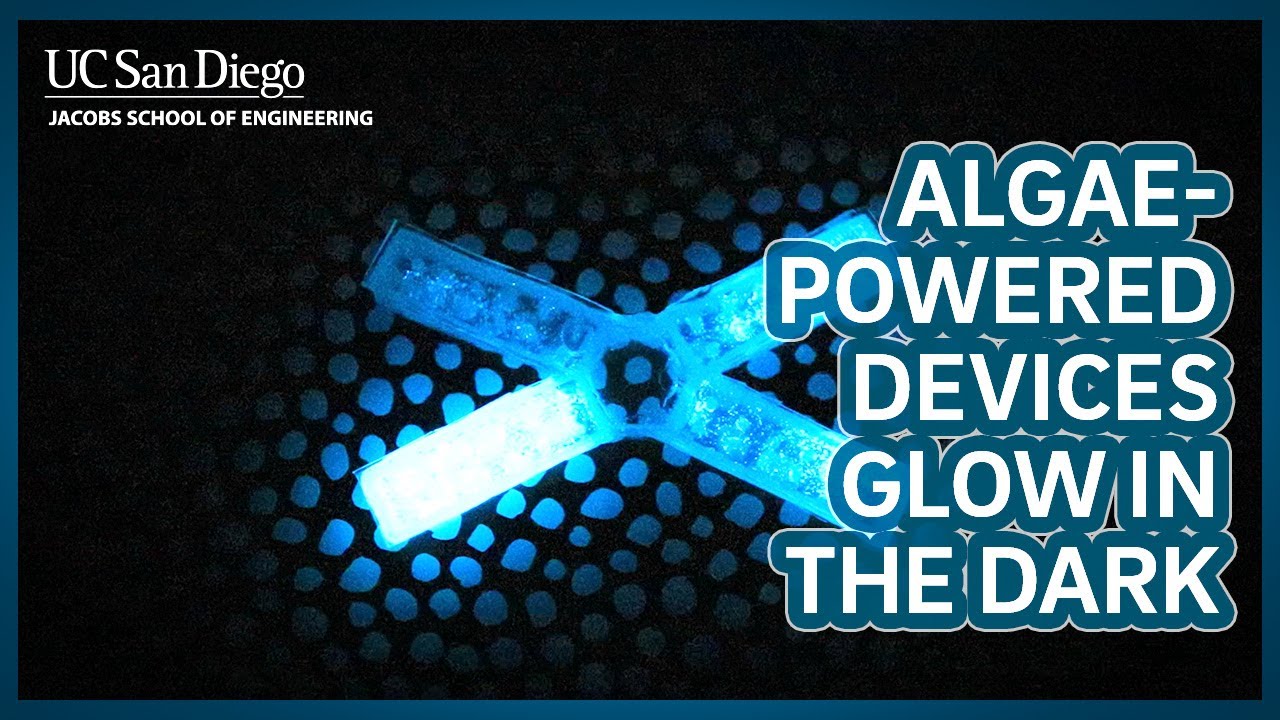 Algae-powered devices glow in the dark when squished, stretched