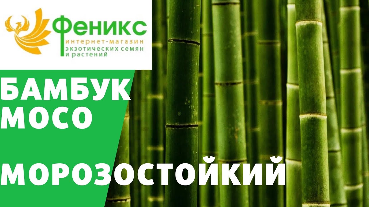 БАМБУК МОСО - морозостойкий