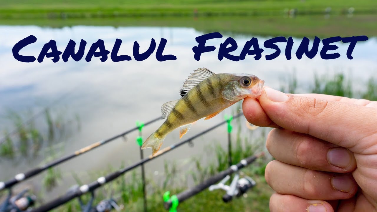 14 Mai 2021 - Pescuim pe canalul Frasinet