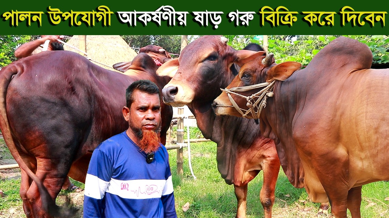 পালন উপযোগী আকর্ষণীয় ষাড় গরু বিক্রি করে দিবেন cow farm
