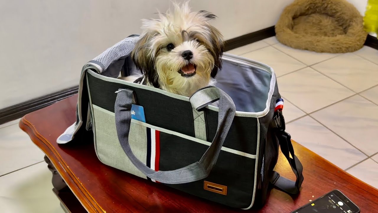 Dog carrier travel bag | unboxing | Azo Edition