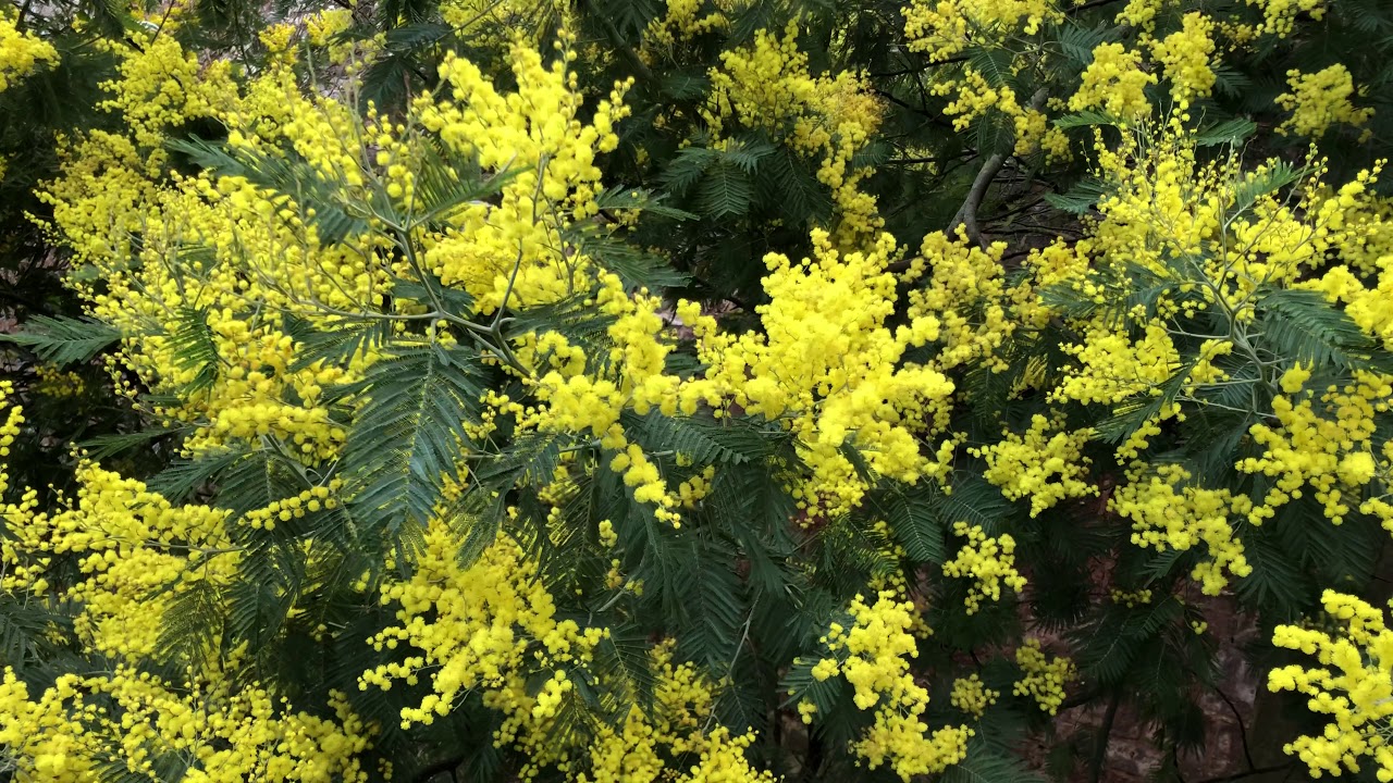 Silver wattle / Mimosa - leaves & flowers - February 2021