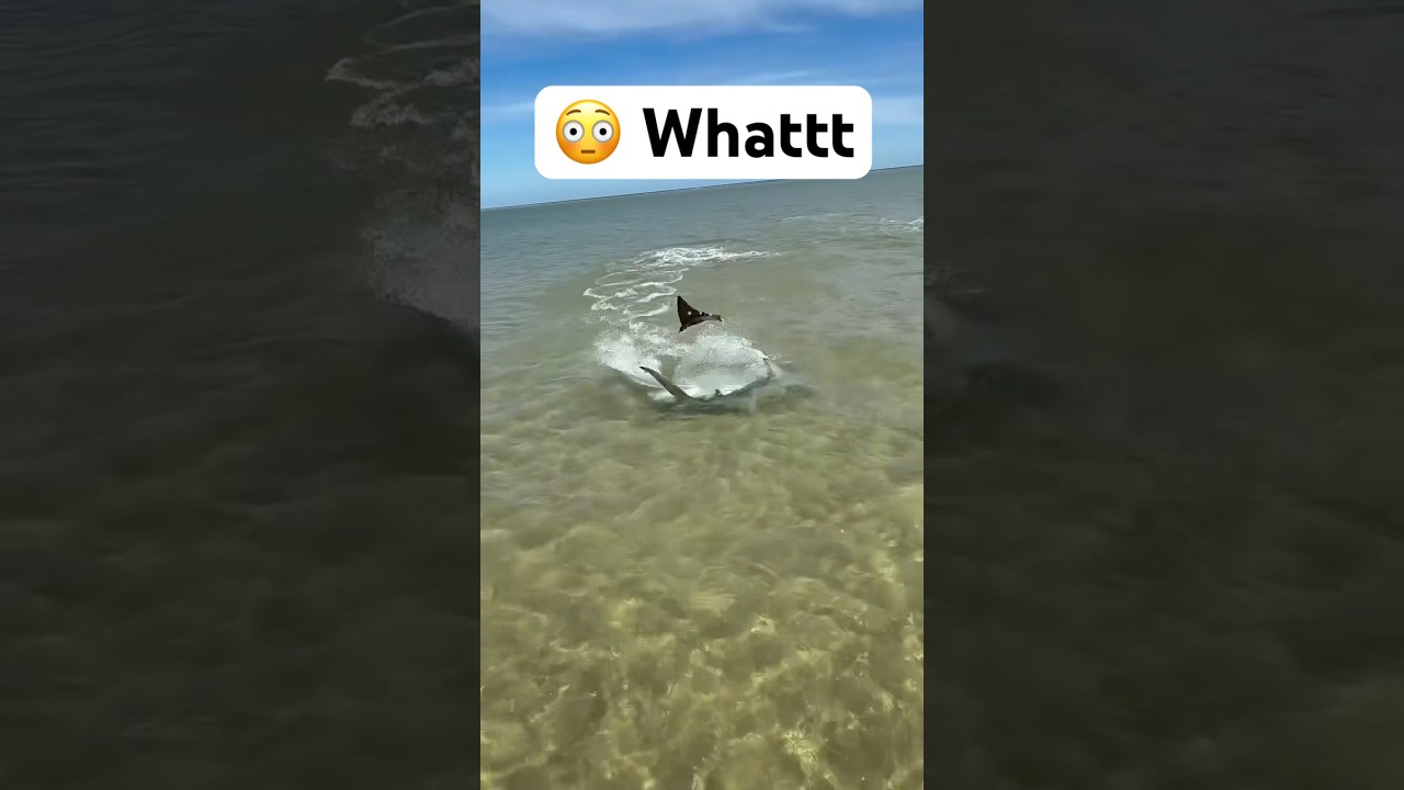 This is Epic 👀 Sub4Part2🔥 #shark #sharks #shorts #sharkfishing #catchcook #outdoors #fyp